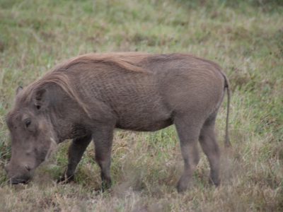 Common Warthog, Phacochoerus aethiopicus