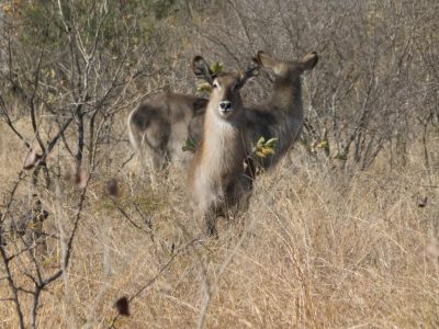 Wasserbock_03