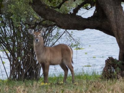 Wasserbock_06