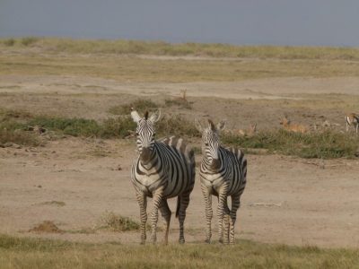 Zebras_02