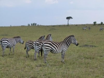 Zebras_05