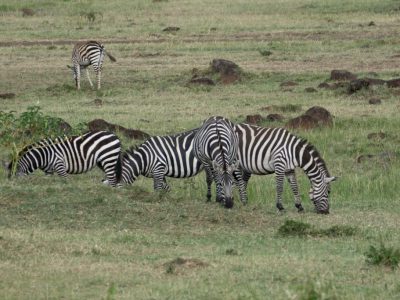 Zebras_11