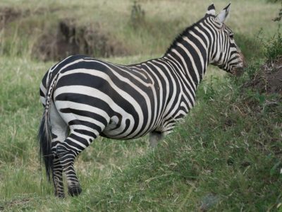 Zebras_12