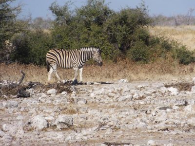 Zebras_17